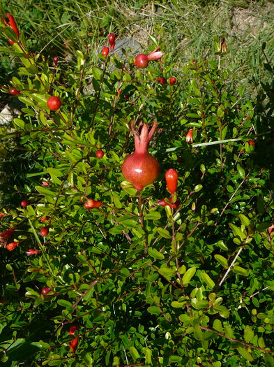 P1240308 - Rodia pitica-Punica granatum nana