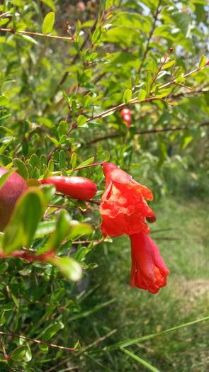 20140907_113116 - Rodia pitica-Punica granatum nana