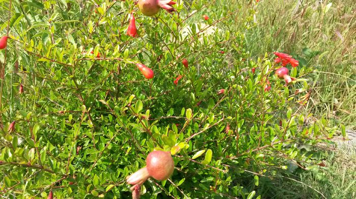 20140907_113103 - Rodia pitica-Punica granatum nana