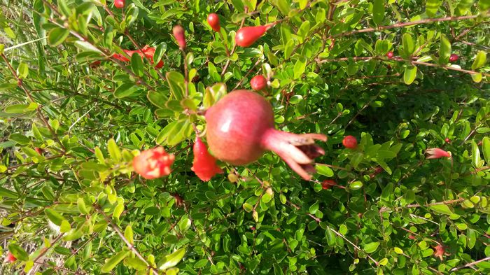 20140907_113057 - Rodia pitica-Punica granatum nana