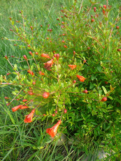 P1230889 - Rodia pitica-Punica granatum nana