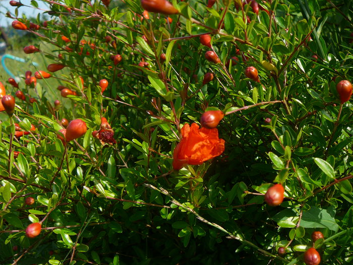 P1230940 - Rodia pitica-Punica granatum nana