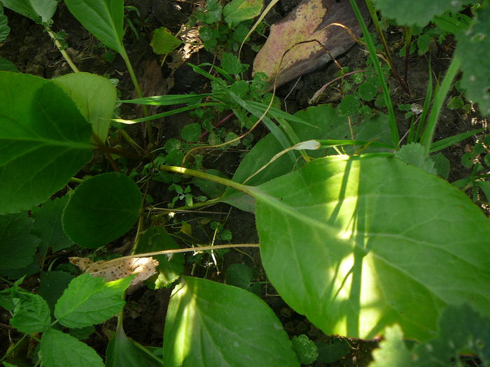 2014 iulie - Badan-Bergenia crassifolia