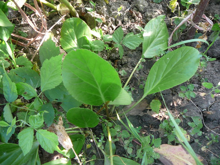 2014 iulie - Badan-Bergenia crassifolia