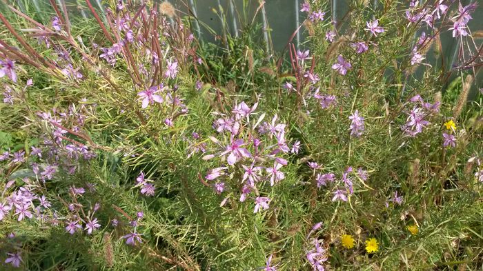 20140907_113028 - Zburatoare - Chamaenerion angustifolium