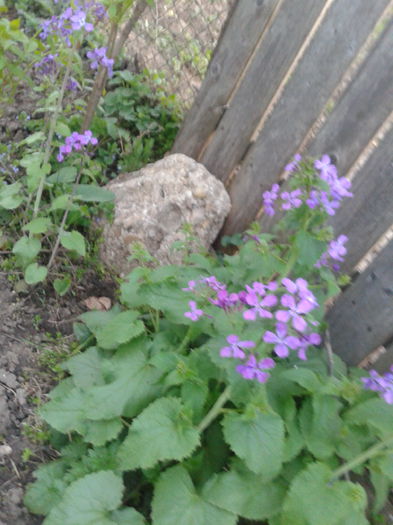 2014-04-09 19.27.10 - Pana zburatorului-Lunaria Annua