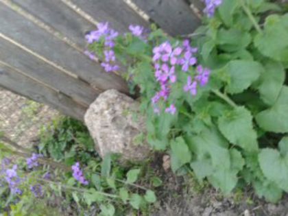 1397060831732 - Pana zburatorului-Lunaria Annua