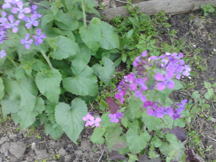 2014-04-09 19.27.02 - Pana zburatorului-Lunaria Annua