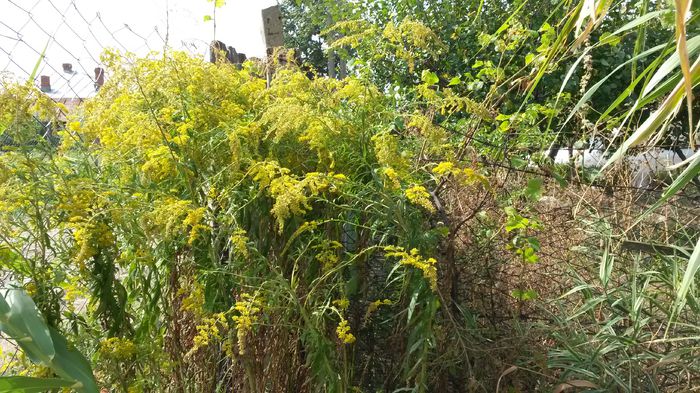 20140907_113238 - Sinziene de gradina - Solidago serotina