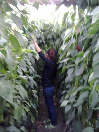 20140929_182028; plantatie kaptur din aprilie
