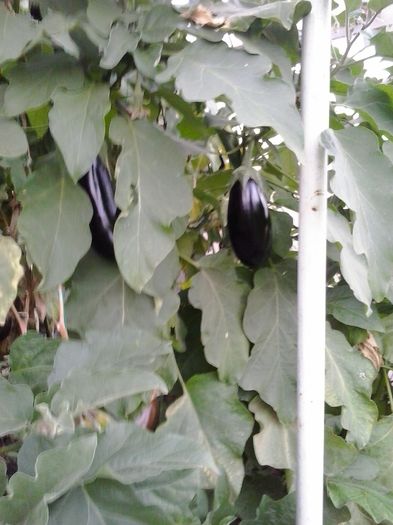 20140929_182303; ceva vinete, putine , plantate in aprilie.
