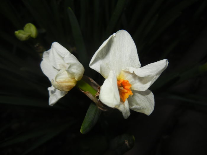 Narcissus Geranium (2014, March 28)
