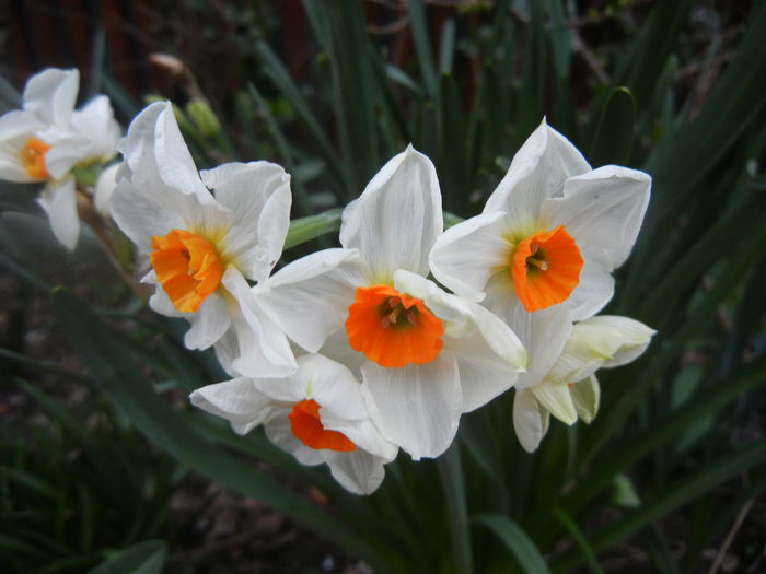 Narcissus Geranium (2014, March 28)