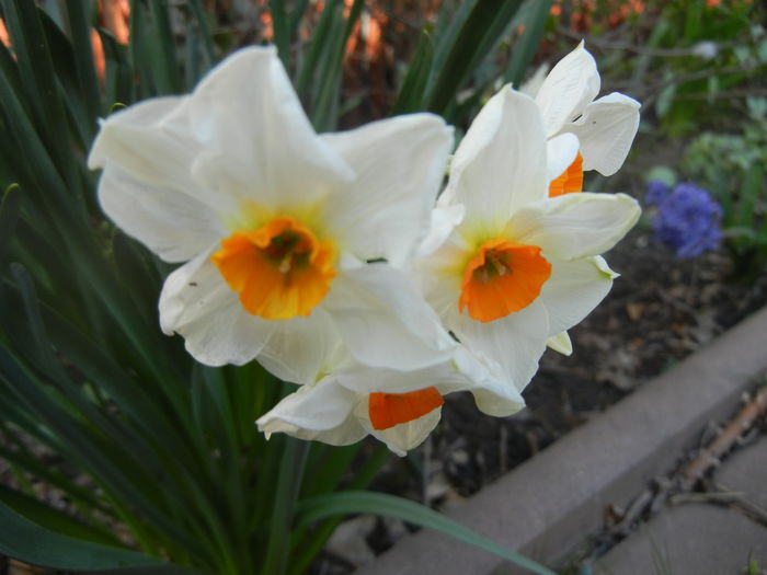 Narcissus Geranium (2014, March 29)