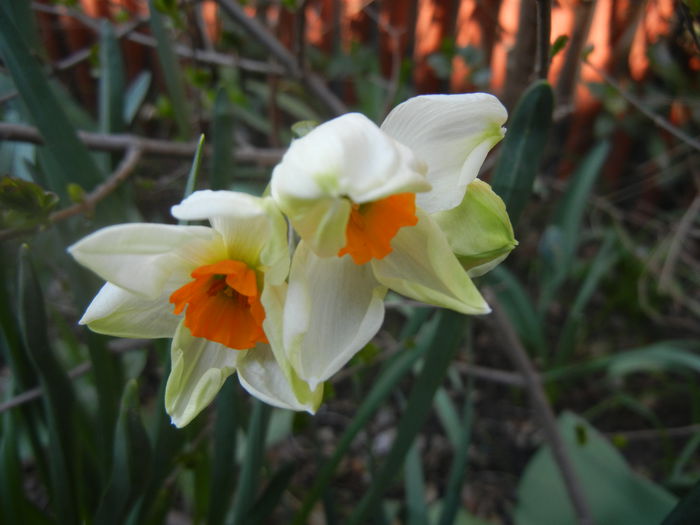 Narcissus Geranium (2014, March 29) - Narcissus Geranium