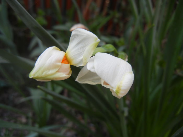 Narcissus Geranium (2014, April 01)