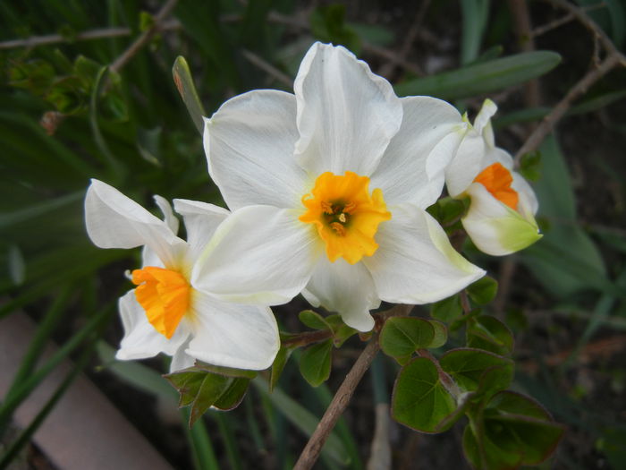 Narcissus Geranium (2014, April 01)