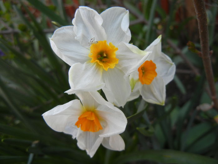Narcissus Geranium (2014, April 03)