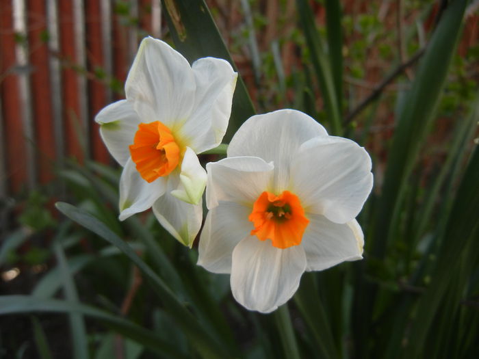 Narcissus Geranium (2014, April 03)
