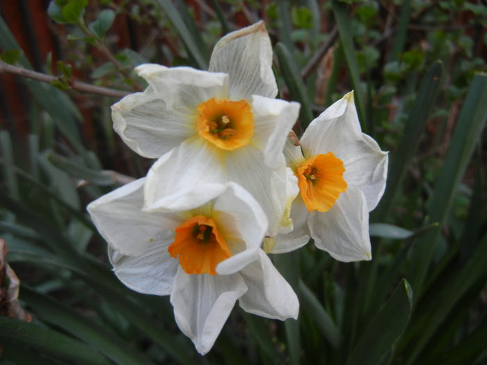 Narcissus Geranium (2014, April 07)