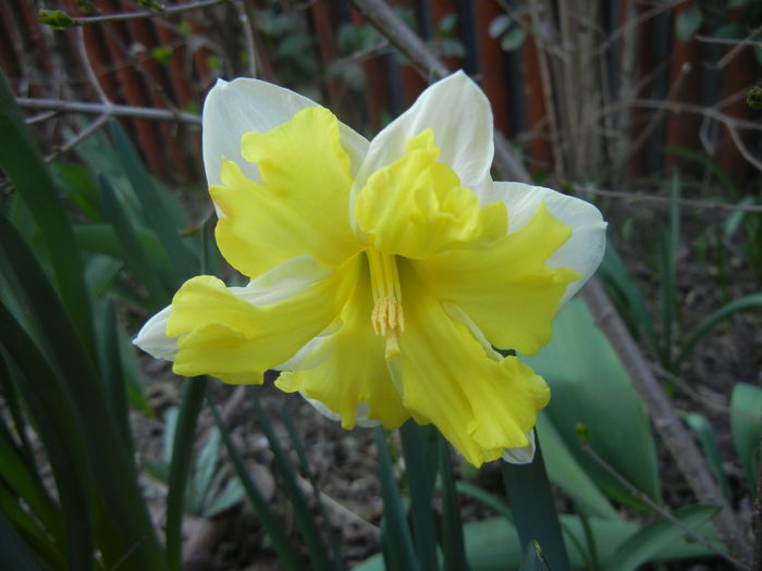 Narcissus Cassata (2014, March 22) - Narcissus Cassata
