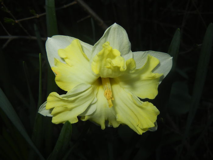 Narcissus Cassata (2014, March 23) - Narcissus Cassata