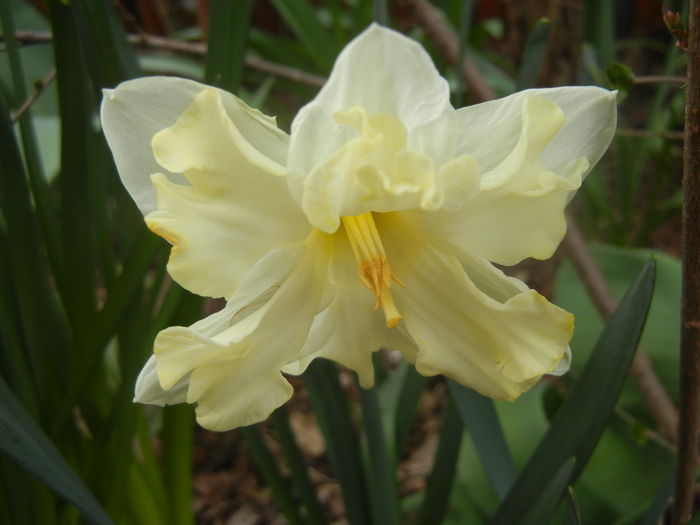 Narcissus Cassata (2014, March 25)