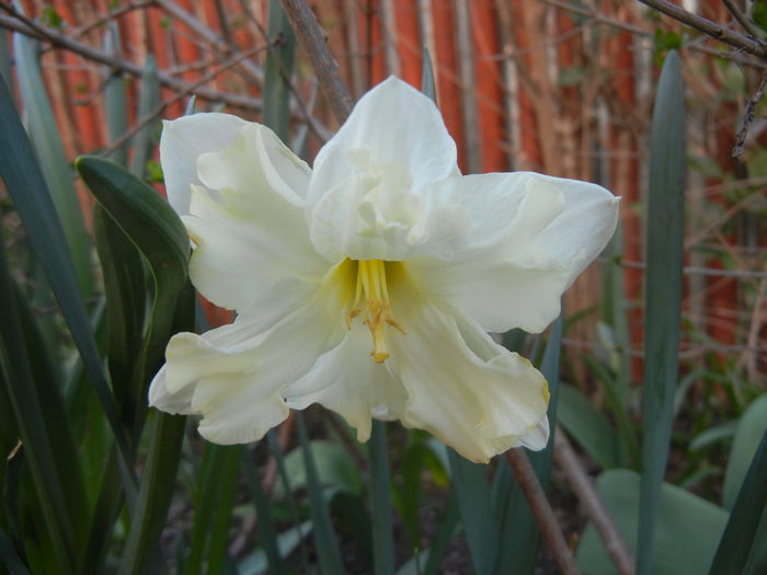 Narcissus Cassata (2014, March 27) - Narcissus Cassata