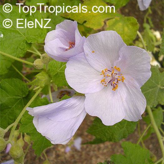 Abutilon_vitifolium158el - minuni ale naturii create de dumnezeu 9