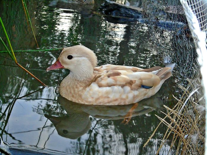 Rate mandarin - Rate mandarine galbene