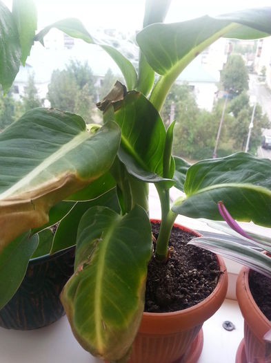 unde gresesc cu ea???de ce se usuca frunzele?