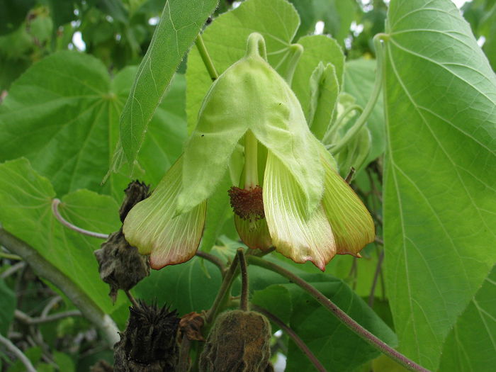 1280px-Abutilon_sandwicense_(5113341868) - minuni ale naturii create de dumnezeu 9