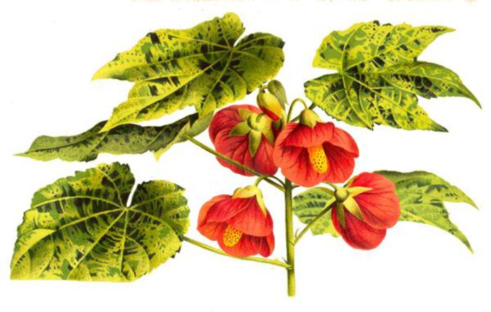 Abutilon_darwini_-_Burvenich
