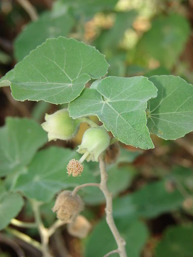 Abutilon_eremitopetalum