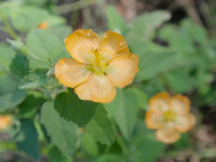 Abutilon_fruticosum