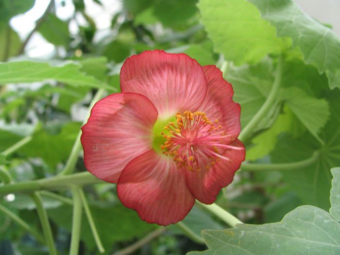 Abutilon_menziesii_-_Ko