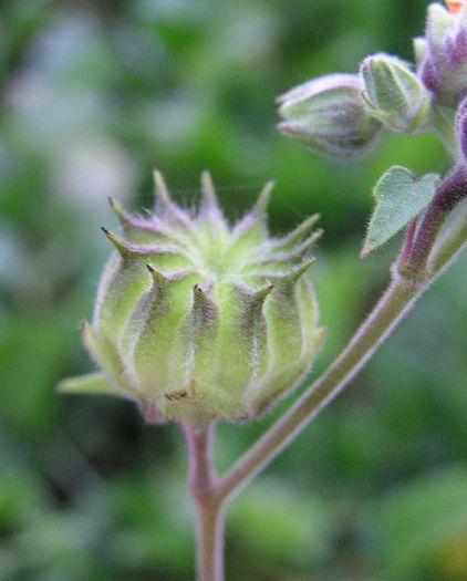 Abutilon_theophrasti_2006_10_11_17_01_39-pa110057