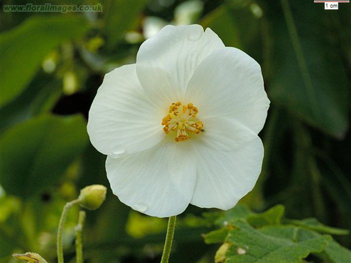 abutilon_vitifolium_409