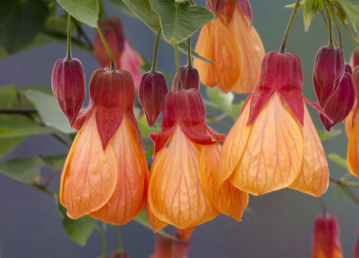 Abutilon1sm