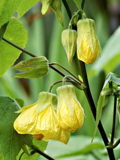 AbutilonCanaryBird