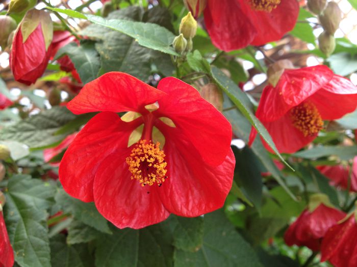 Abutilon-Lucky-Lantern-Yellow-IMG_7411