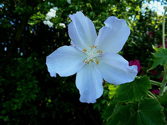 Abutilon-x-Suntense-May-31st- - minuni ale naturii create de dumnezeu 9