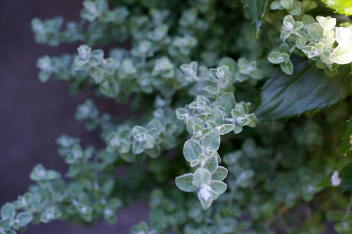 petite-licorice-helichrysum-petiolare_hortus5 - minuni ale naturii create de dumnezeu 8