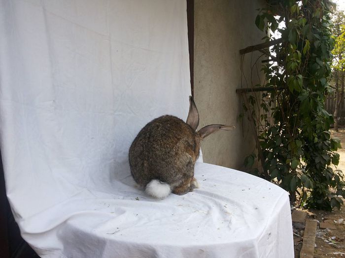 10708109_773429086047280_1240133177_n