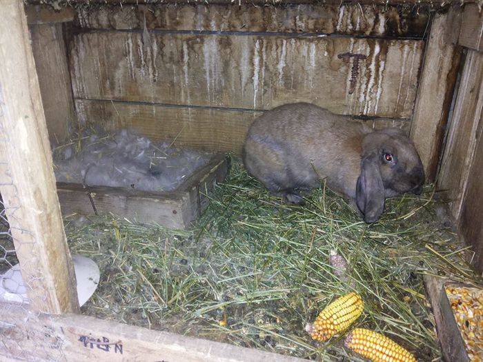 10708356_773431296047059_1473045226_n