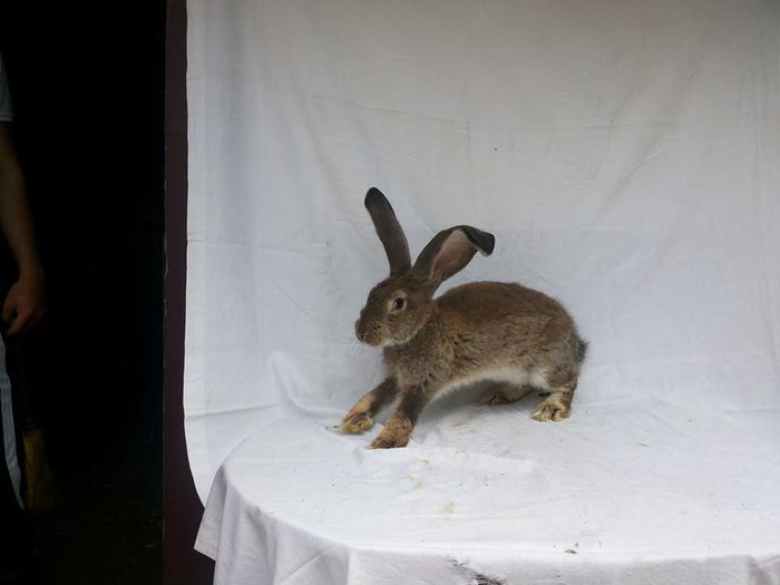 DE VANZARE; DE VANZARE
