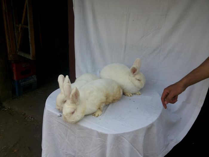 10711614_773426279380894_1687722731_n