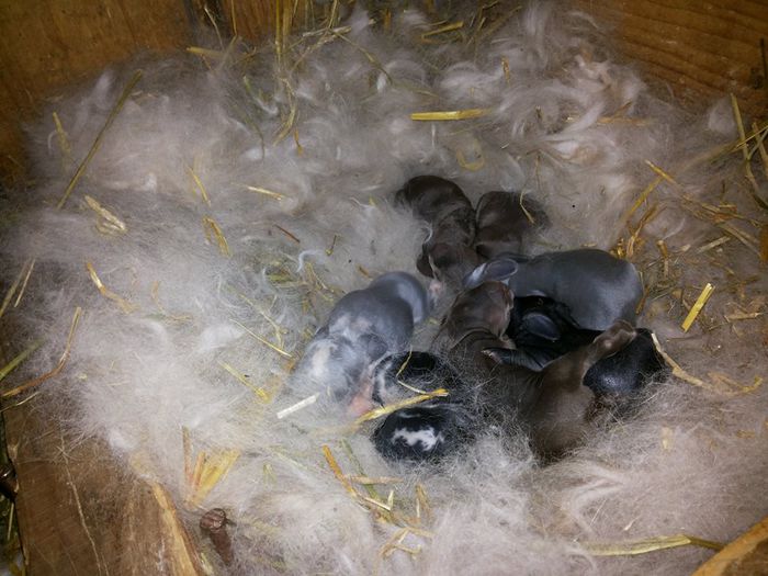 10714592_773431256047063_414435185_n