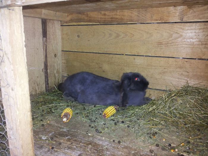 10715818_773430669380455_1880619276_n