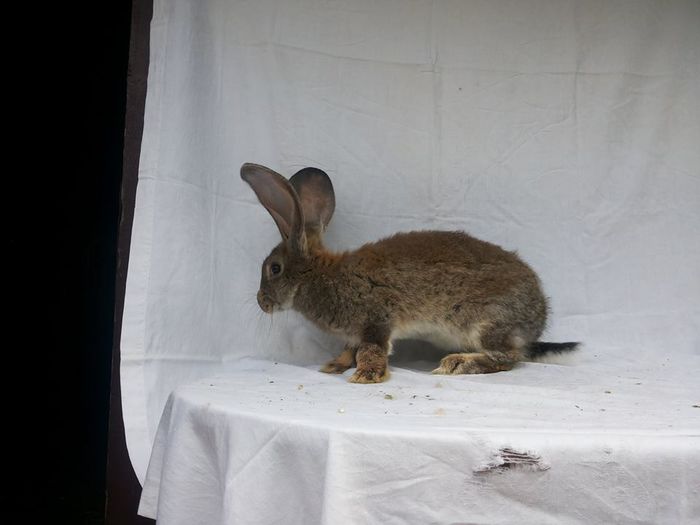 10716025_773431639380358_2062768671_n